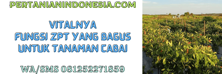 fungsi,budidaya,cabai,budidaya cabe,pertanian indonesia